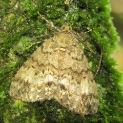 Pseudocoremia suavis