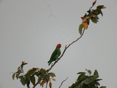 Geoffroyus geoffroyi