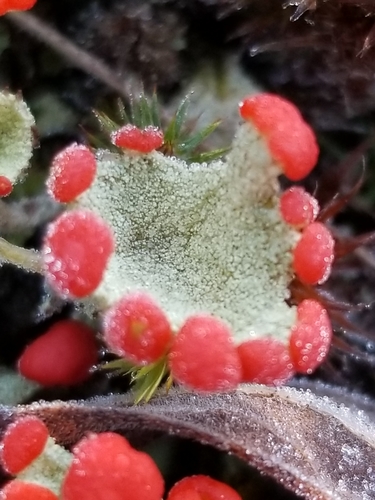 Red-fruited Pixie Cup