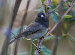 Junco hyemalis