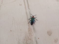 Prionocerus coeruleipennis