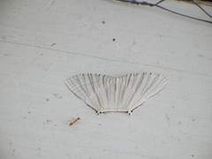 Strophidia directaria