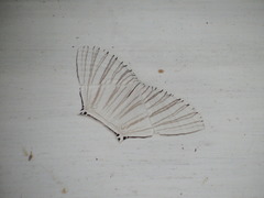 Strophidia directaria