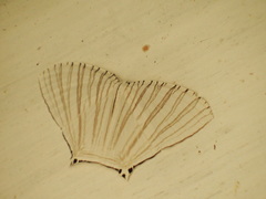 Strophidia directaria