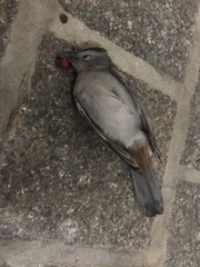 Dumetella carolinensis