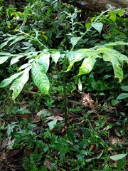 Amorphophallus hewittii