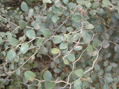 Ziziphus