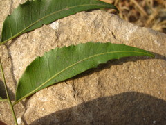 Magnoliopsida