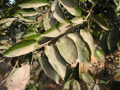 Magnoliopsida