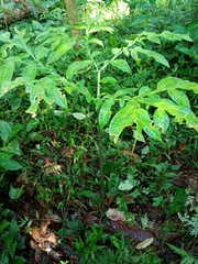Amorphophallus hewittii