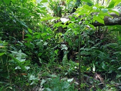 Amorphophallus hewittii