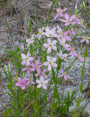 Sabatia brachiata