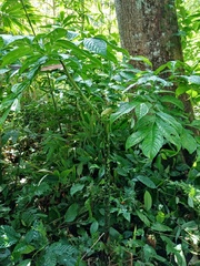 Amorphophallus hewittii