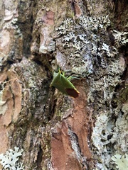 Acanthosoma asahinai