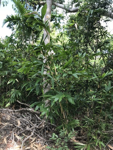 Neololeba atra observed 2020-11-27