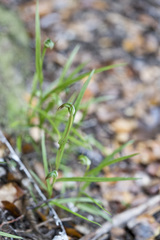 Pterostylis graminea