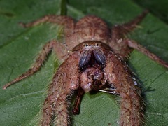 Pandercetes nigrogularis