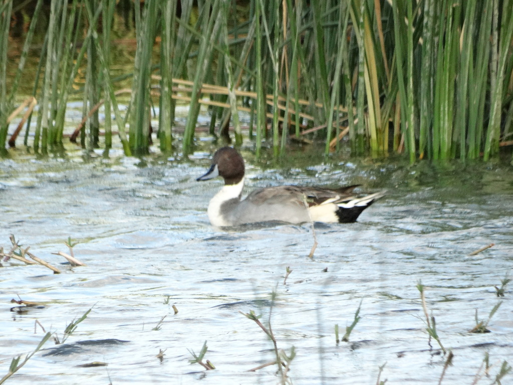 Pato golondrino desde Laguna de Acuitlapilco, Tlaxcala, México el 21 de ...