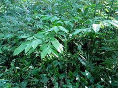 Amorphophallus hewittii