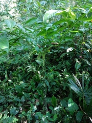 Amorphophallus hewittii