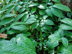 Amorphophallus hewittii