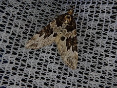 Electrophaes corylata