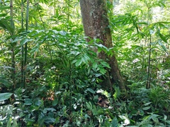 Amorphophallus hewittii