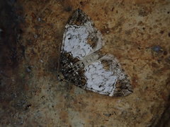 Dysstroma albicoma