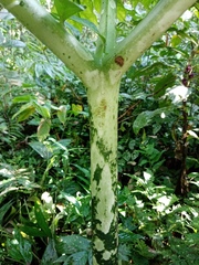 Amorphophallus hewittii