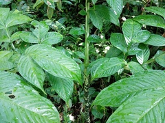 Amorphophallus hewittii