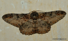 Amraica recursaria