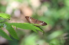 Tanaecia trigerta