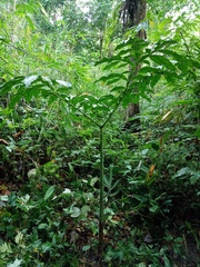 Amorphophallus hewittii