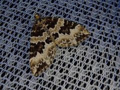 Electrophaes corylata