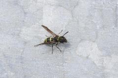 Euodynerus nipanicus