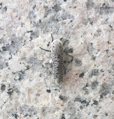 Zeuzera multistrigata