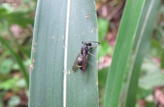 Orancistrocerus drewseni