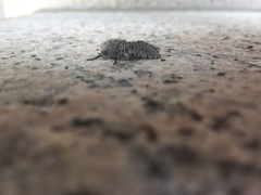 Zeuzera multistrigata