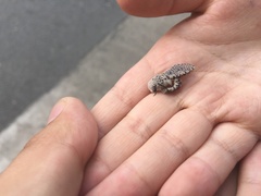 Zeuzera multistrigata