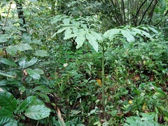 Amorphophallus hewittii