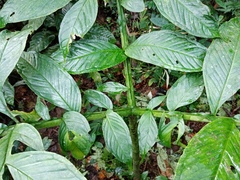 Amorphophallus hewittii