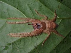 Pandercetes nigrogularis