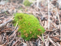 Bryoerythrophyllum recurvirostrum
