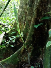 Amorphophallus hewittii
