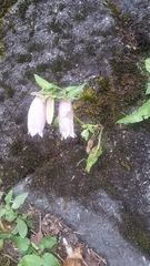 Campanula punctata hondoensis