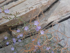 Limonium cancellatum