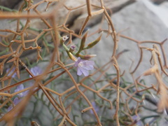 Limonium cancellatum