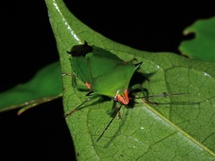 Rhynchocoris