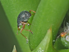 Pseudapion rufirostre