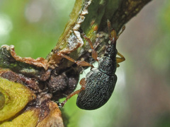 Pseudapion rufirostre